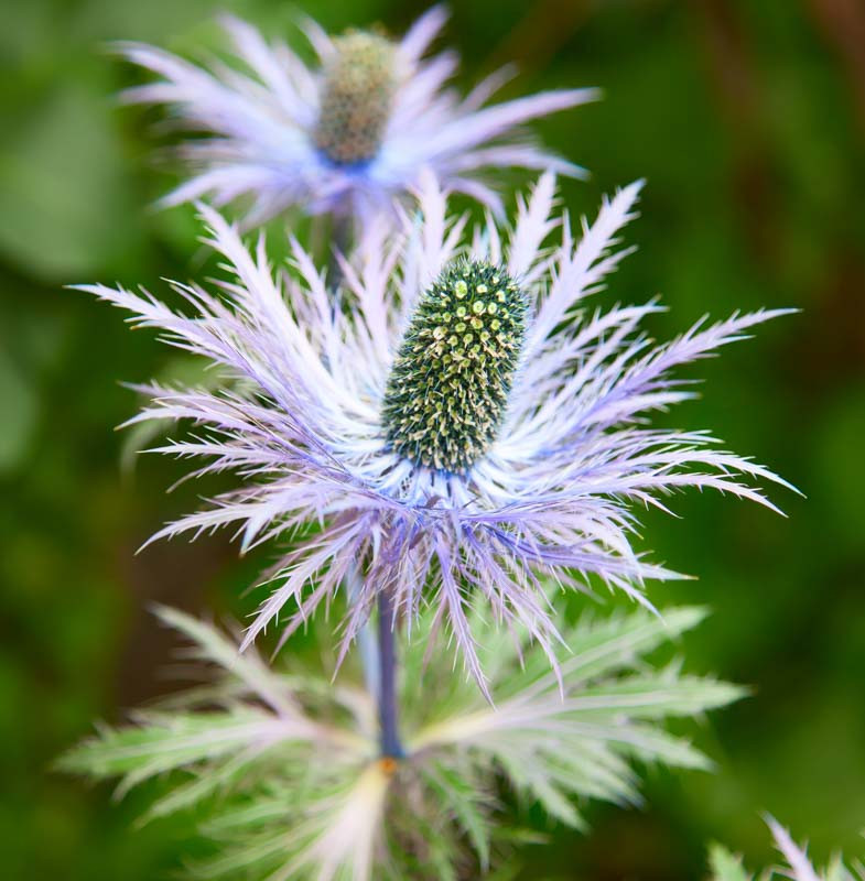 Eryngium alpinum 'Blue Star' (Alpine Sea Holly)